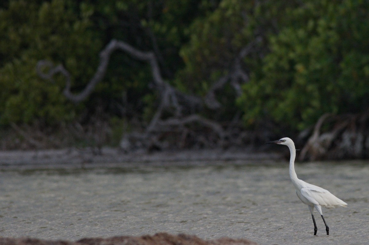 Snowy Egret - ML612417885