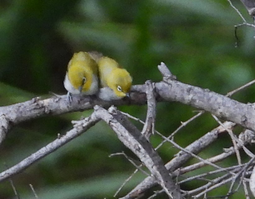 Indian White-eye - ML612417886