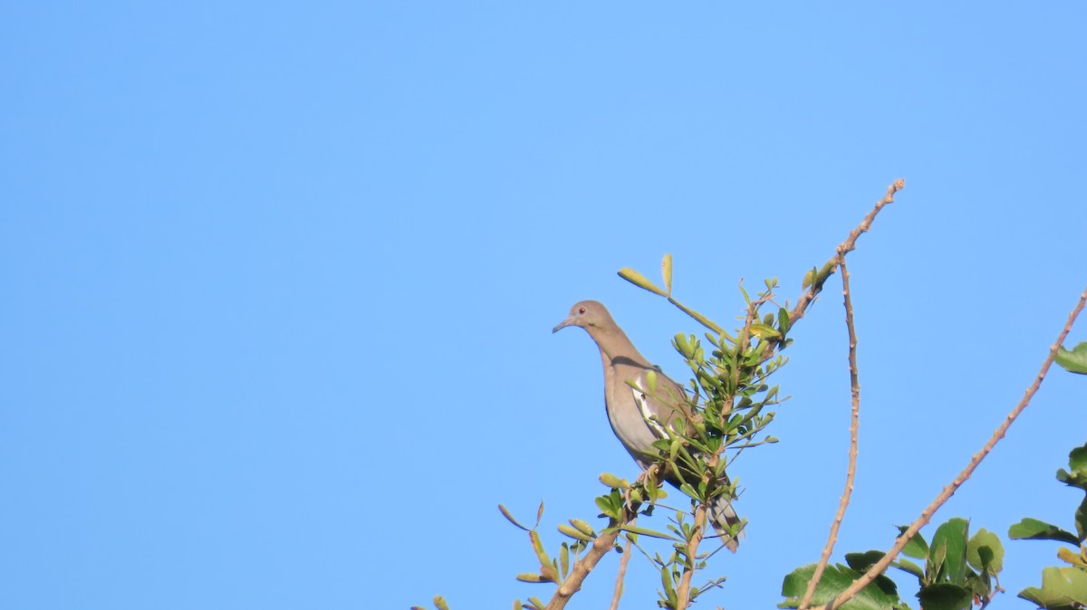 White-winged Dove - ML612417904