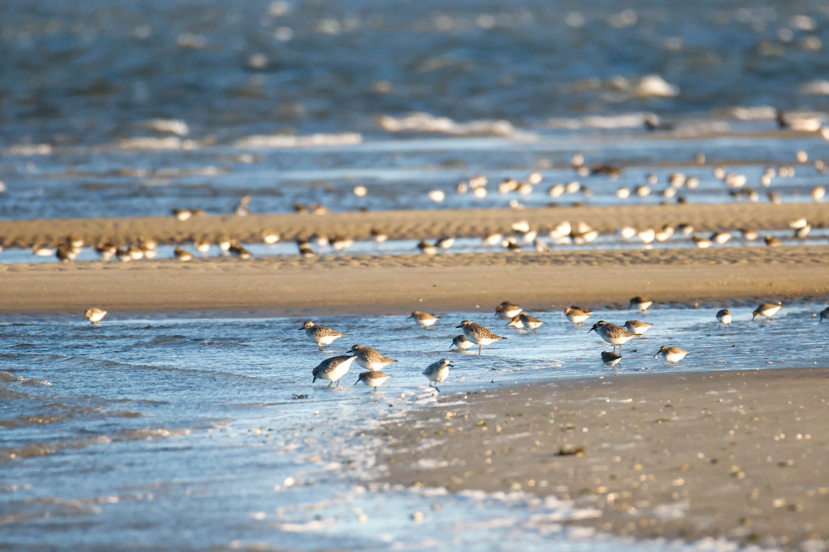 Black-bellied Plover - ML612417953