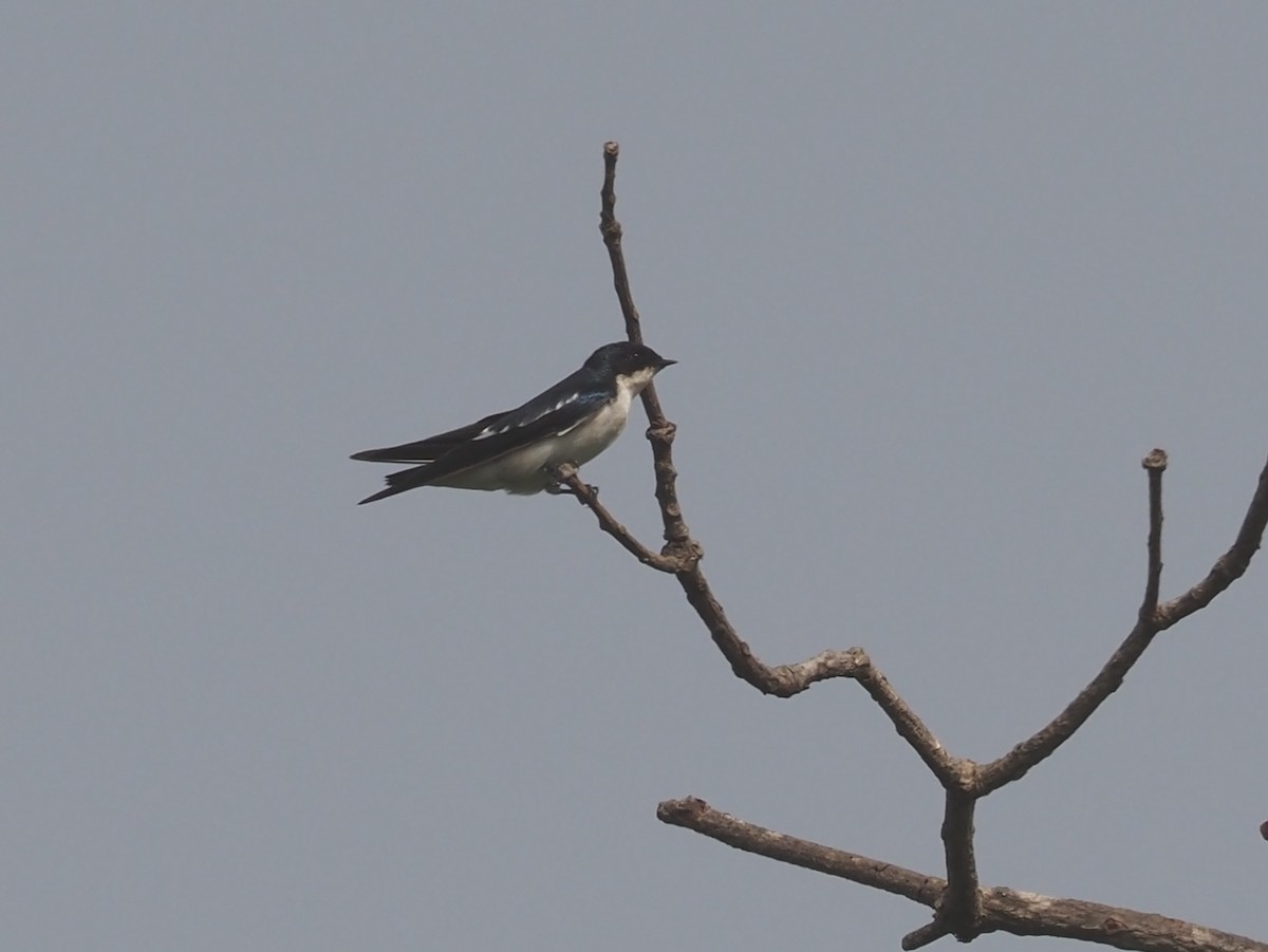 Pied-winged Swallow - ML612417959