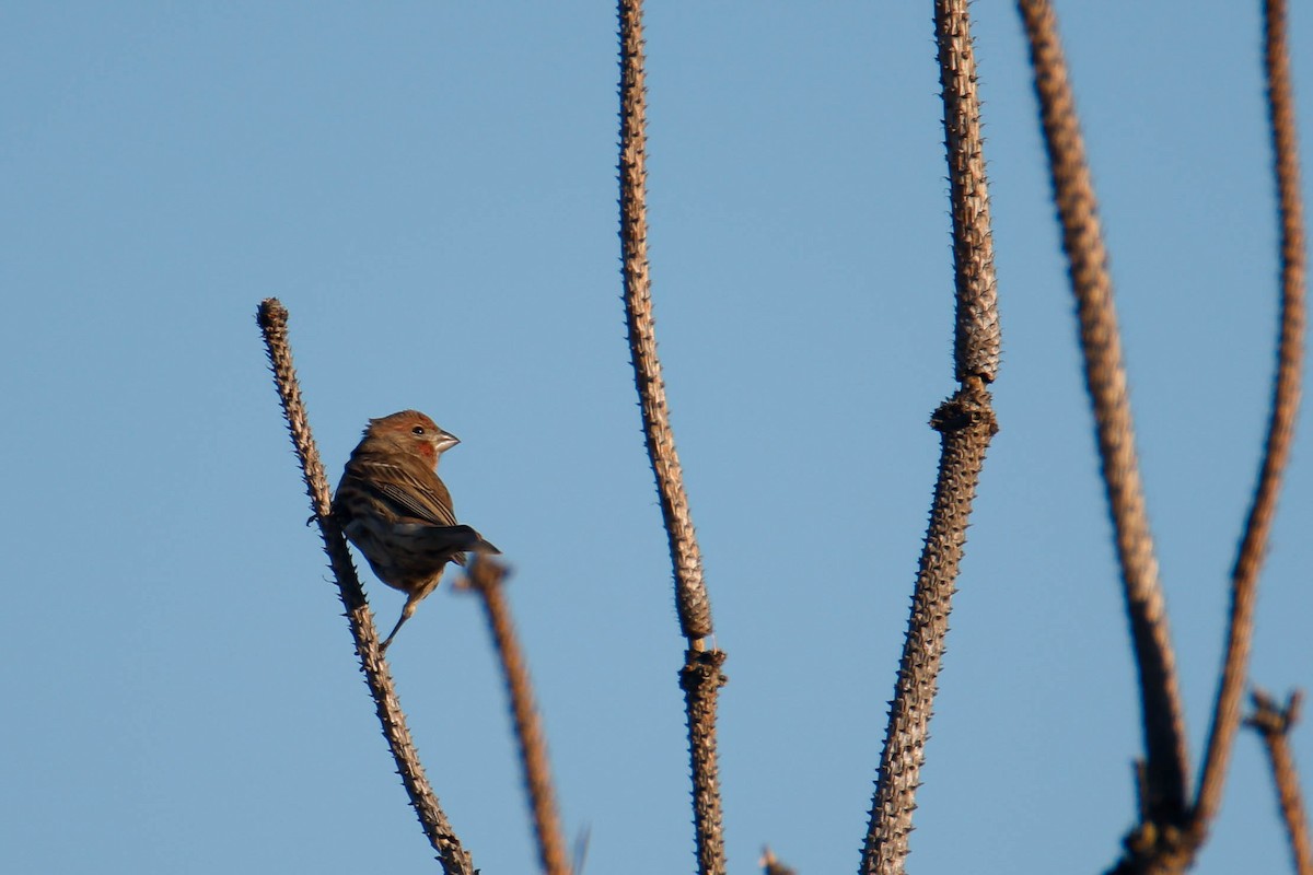 House Finch - ML612417961