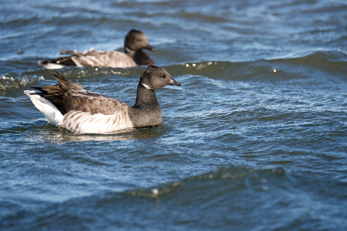 Brant - ML612417966