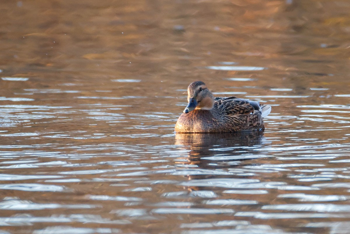 Canard colvert - ML612417972