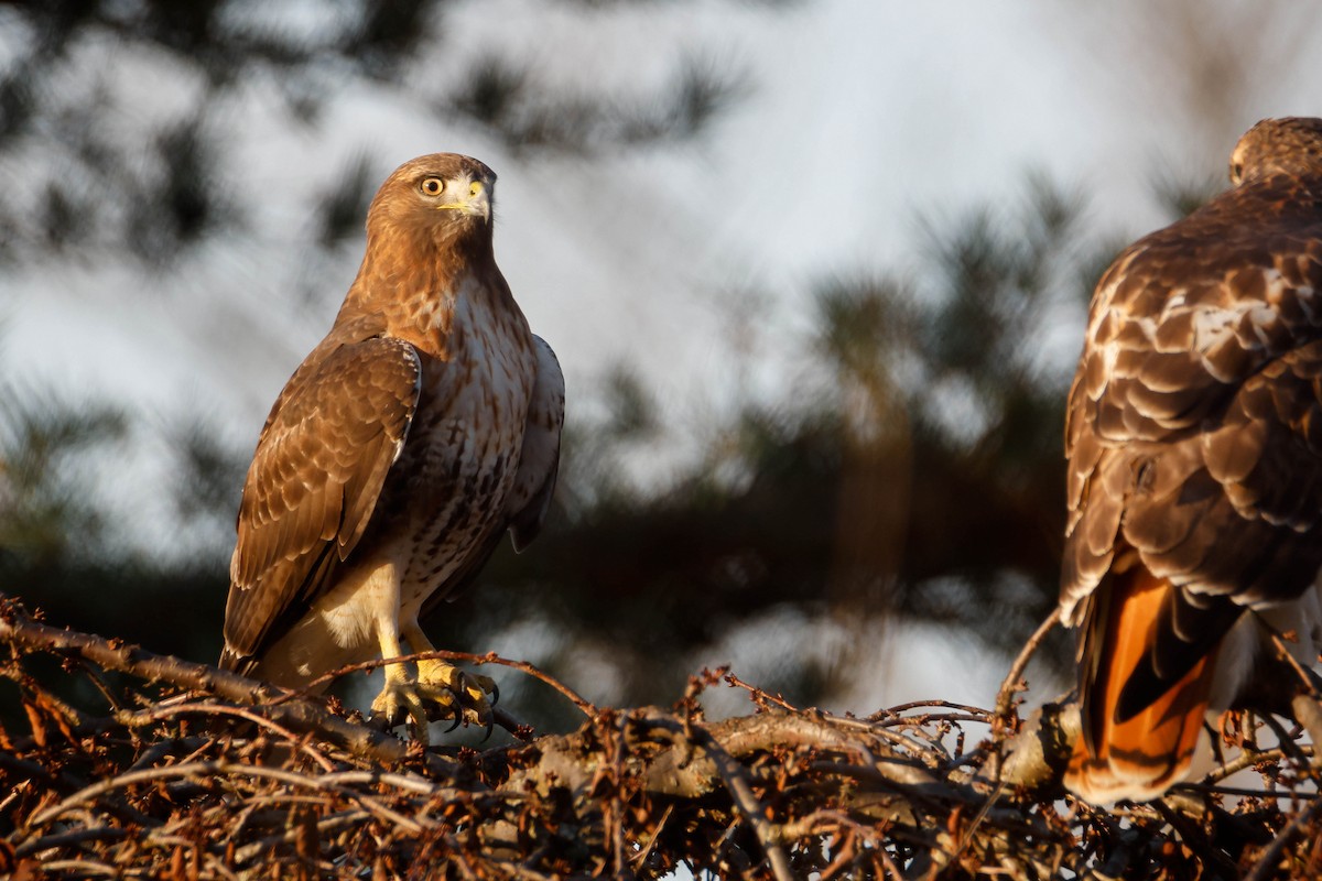 Rotschwanzbussard - ML612418005