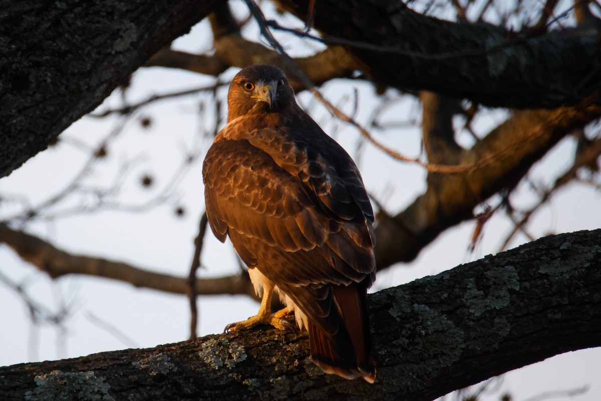 Red-tailed Hawk - Sean Salazar