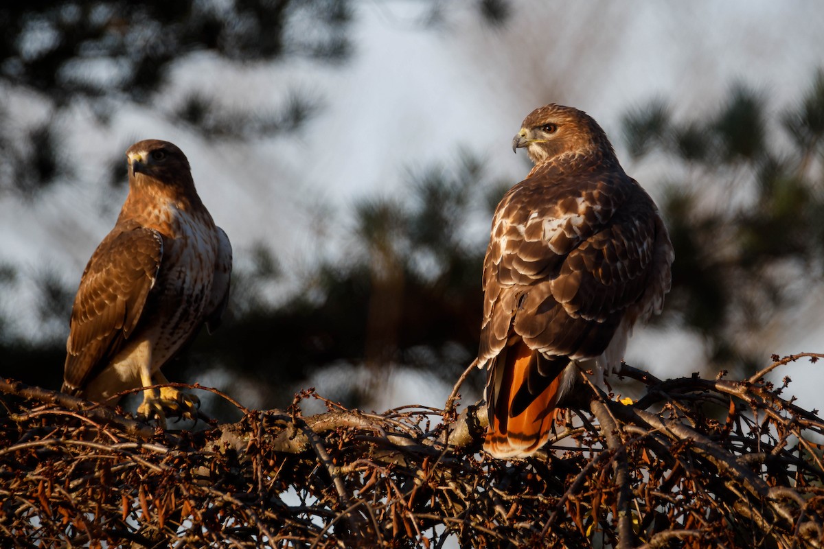 Rotschwanzbussard - ML612418007