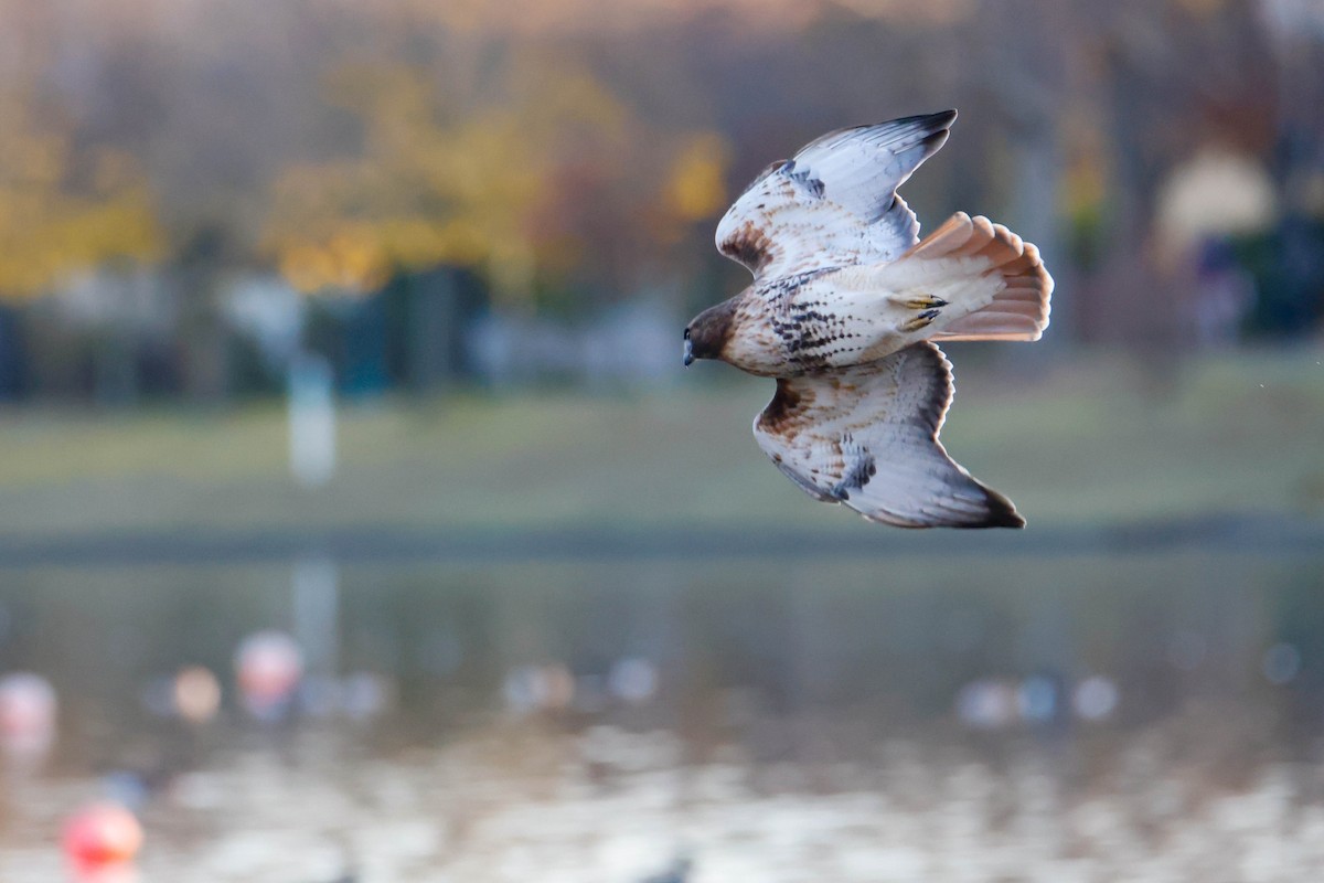 Red-tailed Hawk - ML612418009