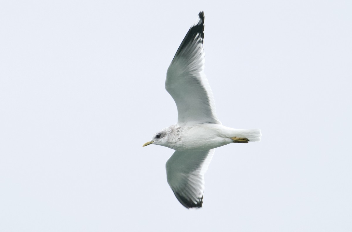 Short-billed Gull - ML612418011