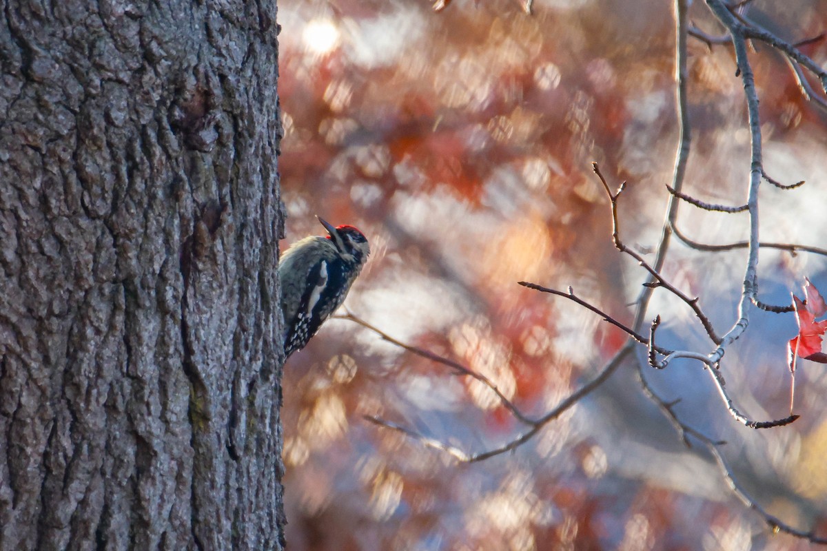 Yellow-bellied Sapsucker - ML612418018