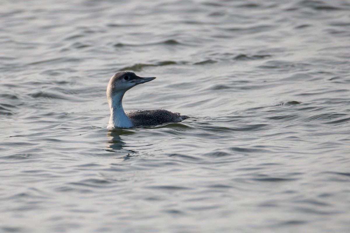 Red-throated Loon - ML612418048