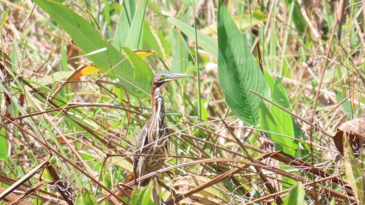 Green Heron - ML612418088