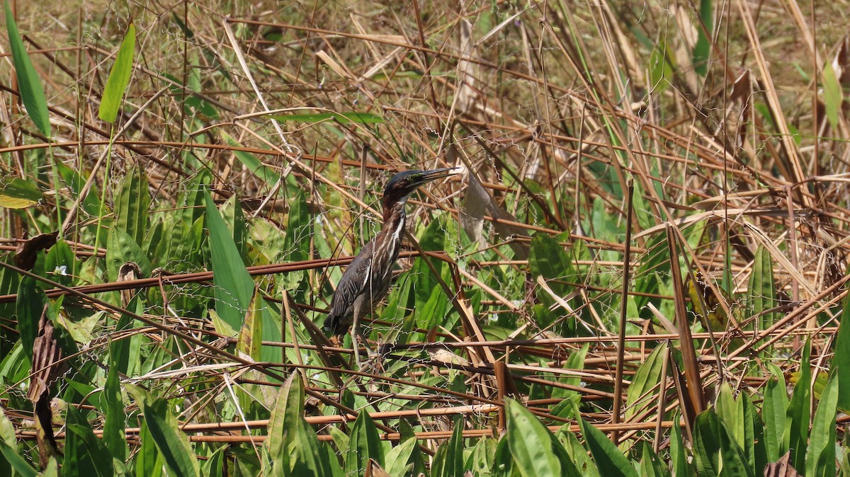 Green Heron - ML612418090