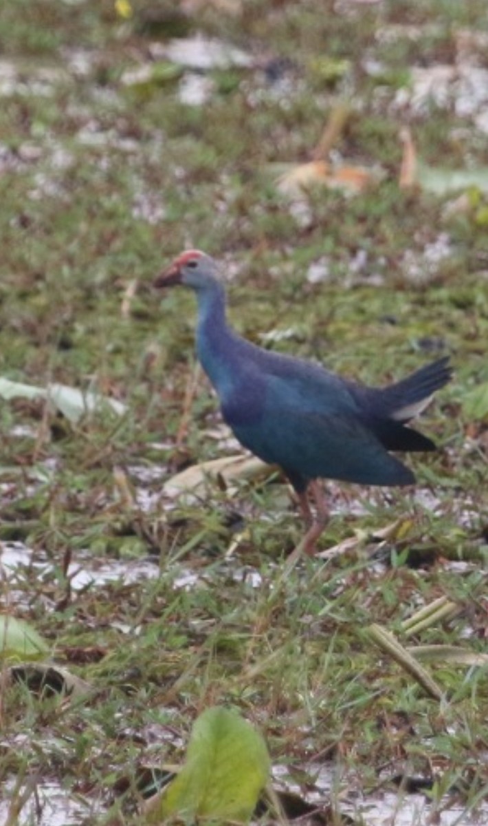 Gray-headed Swamphen - ML612418130