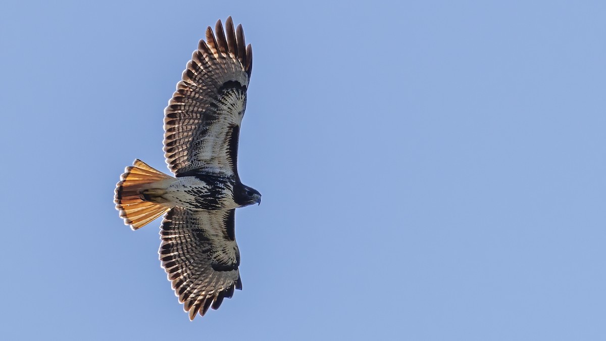 Red-tailed Hawk - ML612418147