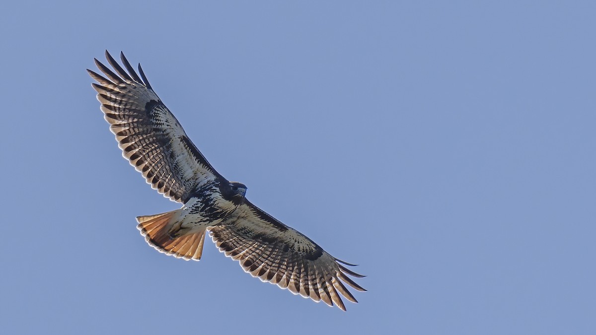 Red-tailed Hawk - ML612418151