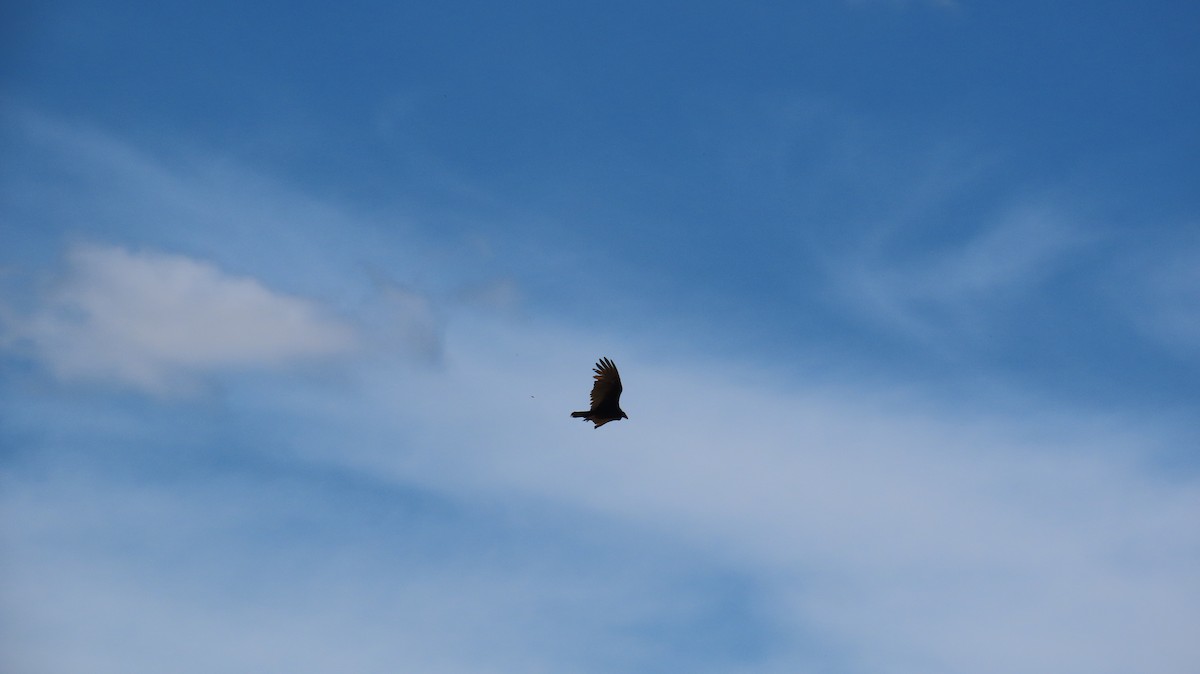 Turkey Vulture - ML612418162