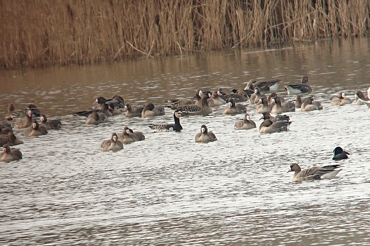 Barnacle Goose - ML612418171