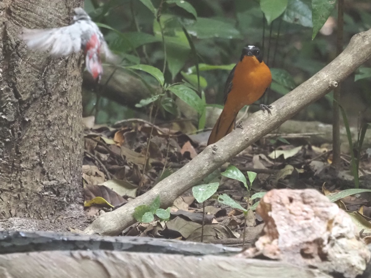 Snowy-crowned Robin-Chat - ML612418207