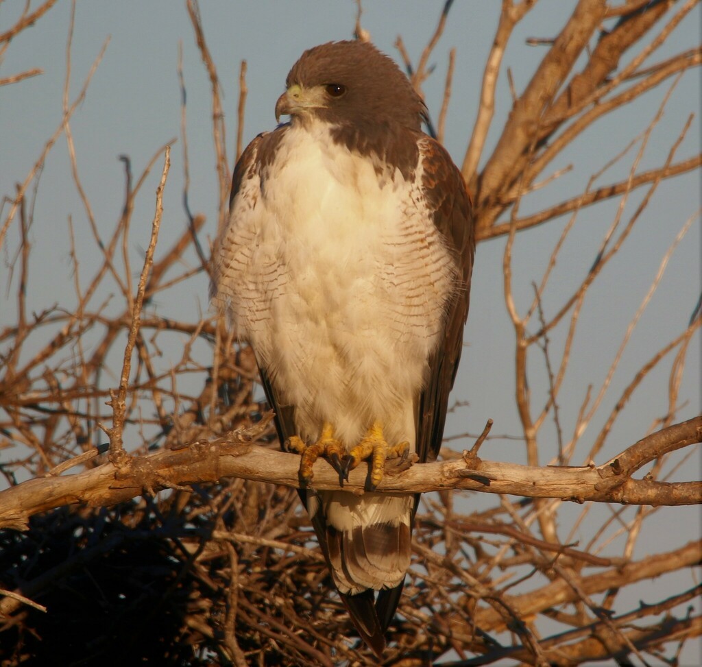 White-tailed Hawk - ML612418391
