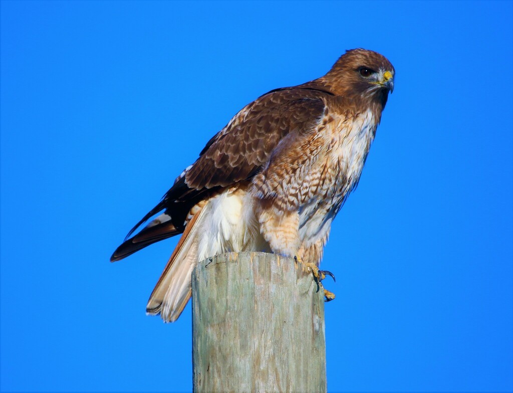 Red-tailed Hawk - ML612418403