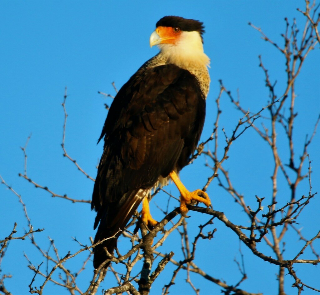 Crested Caracara - ML612418408