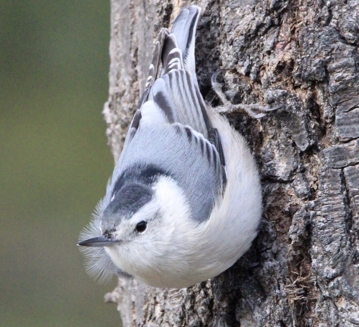White-breasted Nuthatch - ML612418547