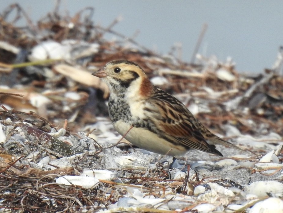 ostružka severní - ML612418621