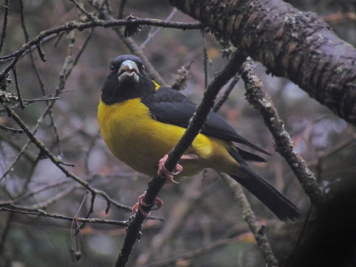 Collared Grosbeak - ML612418656