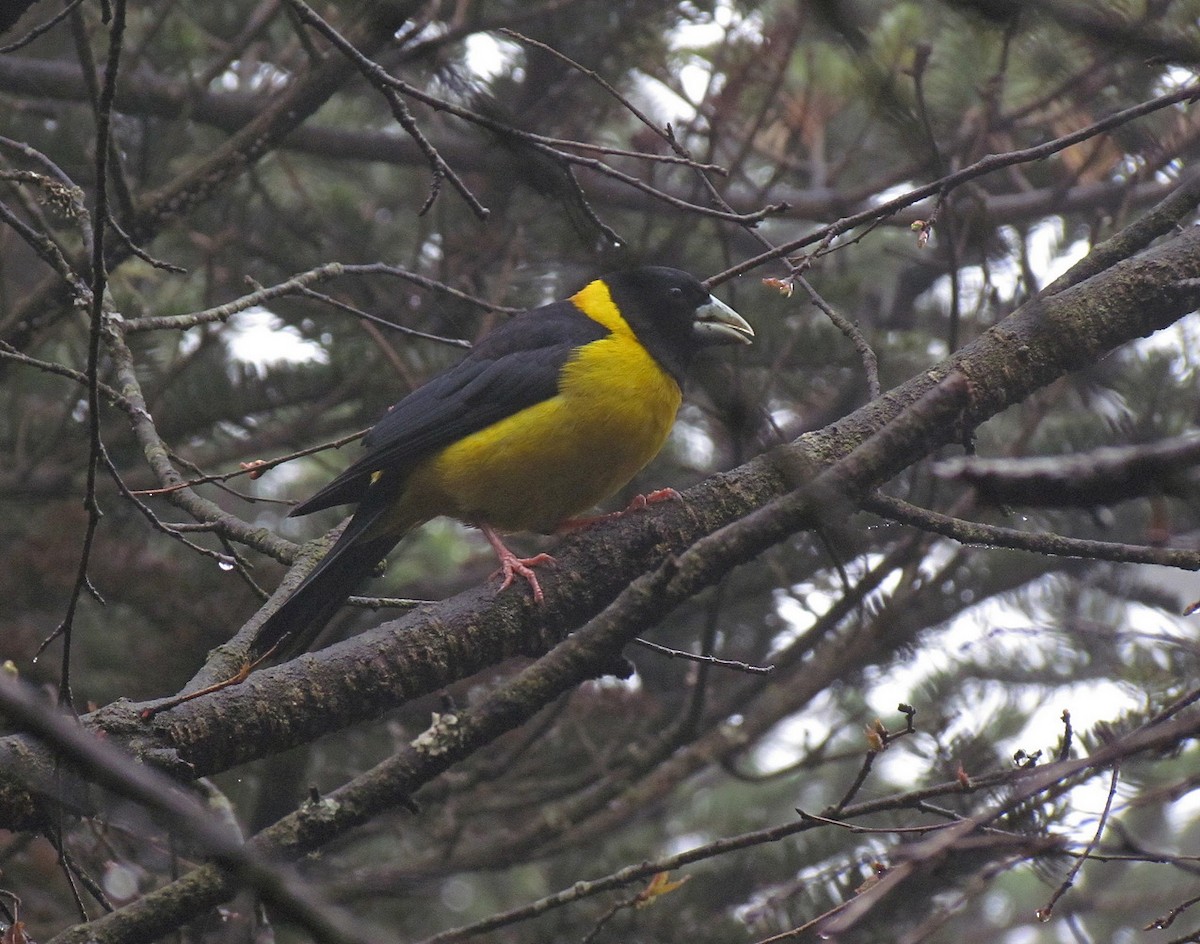 Collared Grosbeak - ML612418657