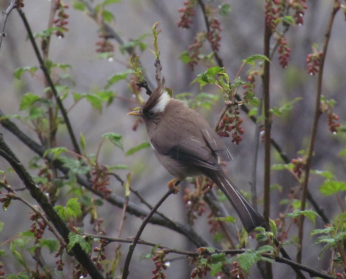 White-collared Yuhina - Jens Thalund