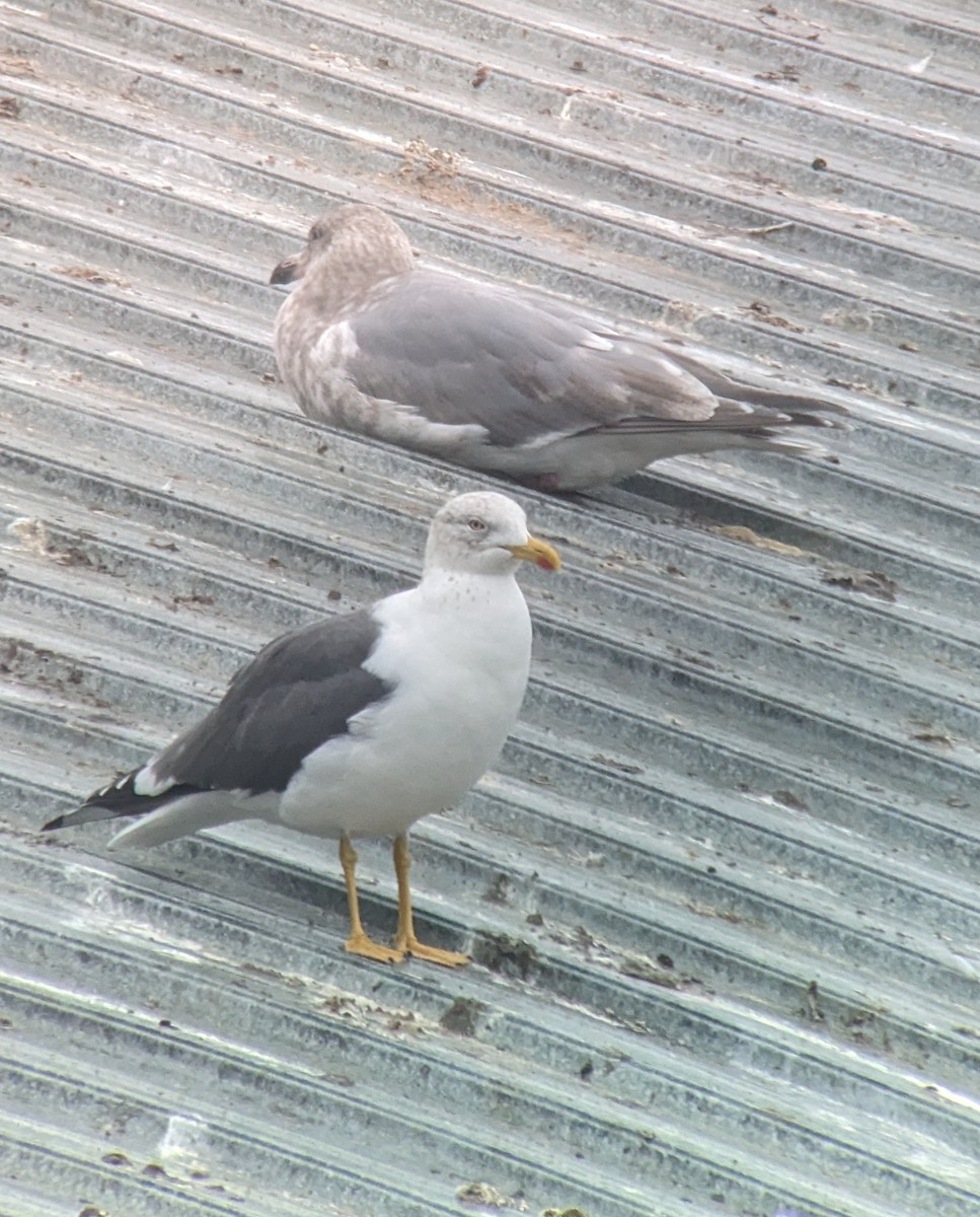 Lesser Black-backed Gull - ML612418752