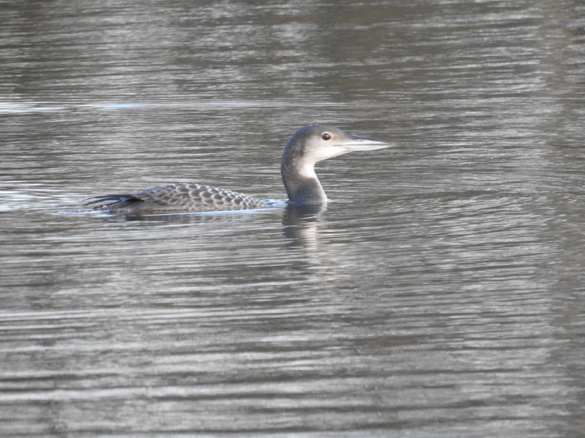 Common Loon - Colin Smith