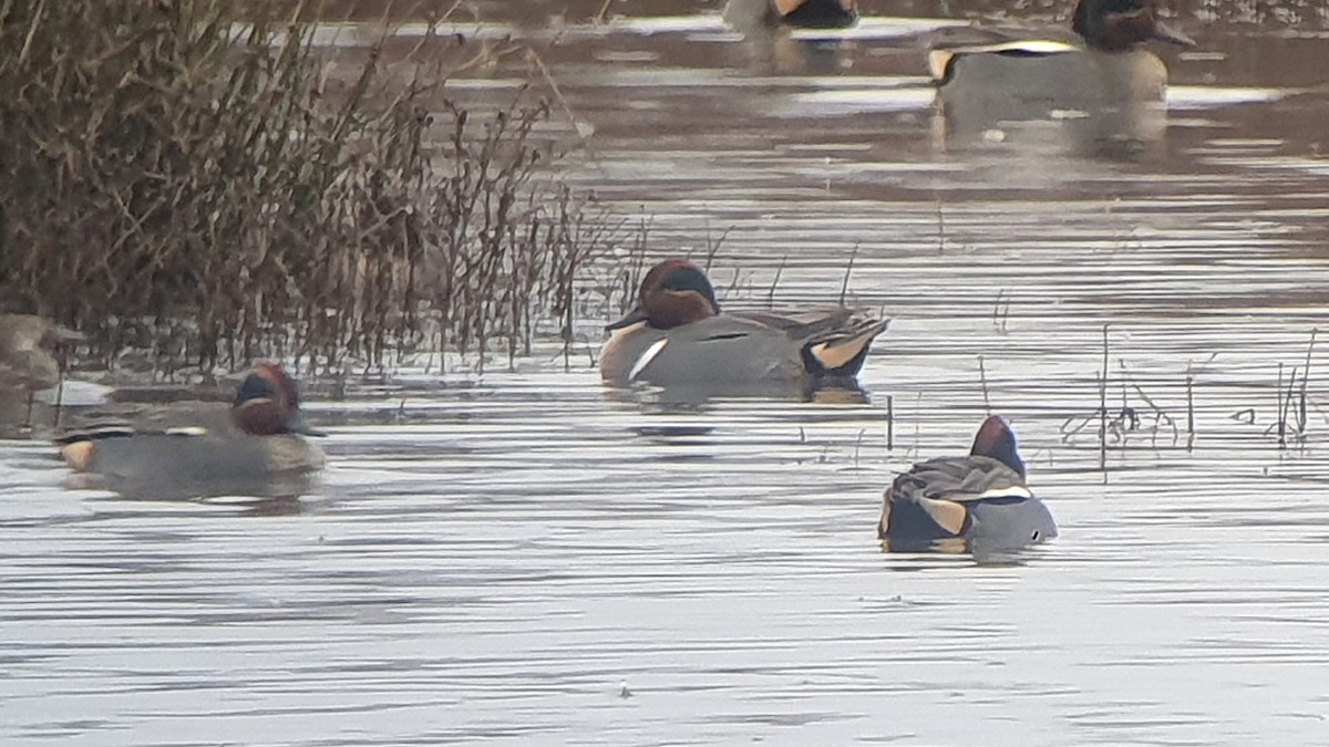 Green-winged Teal (American) - ML612418963