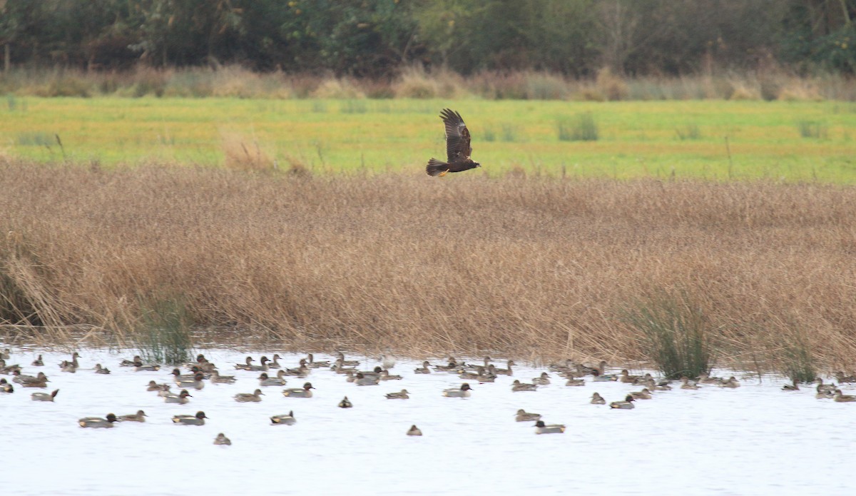 Western Marsh Harrier - ML612419000