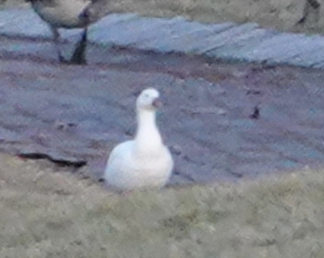 Ross's Goose - B P