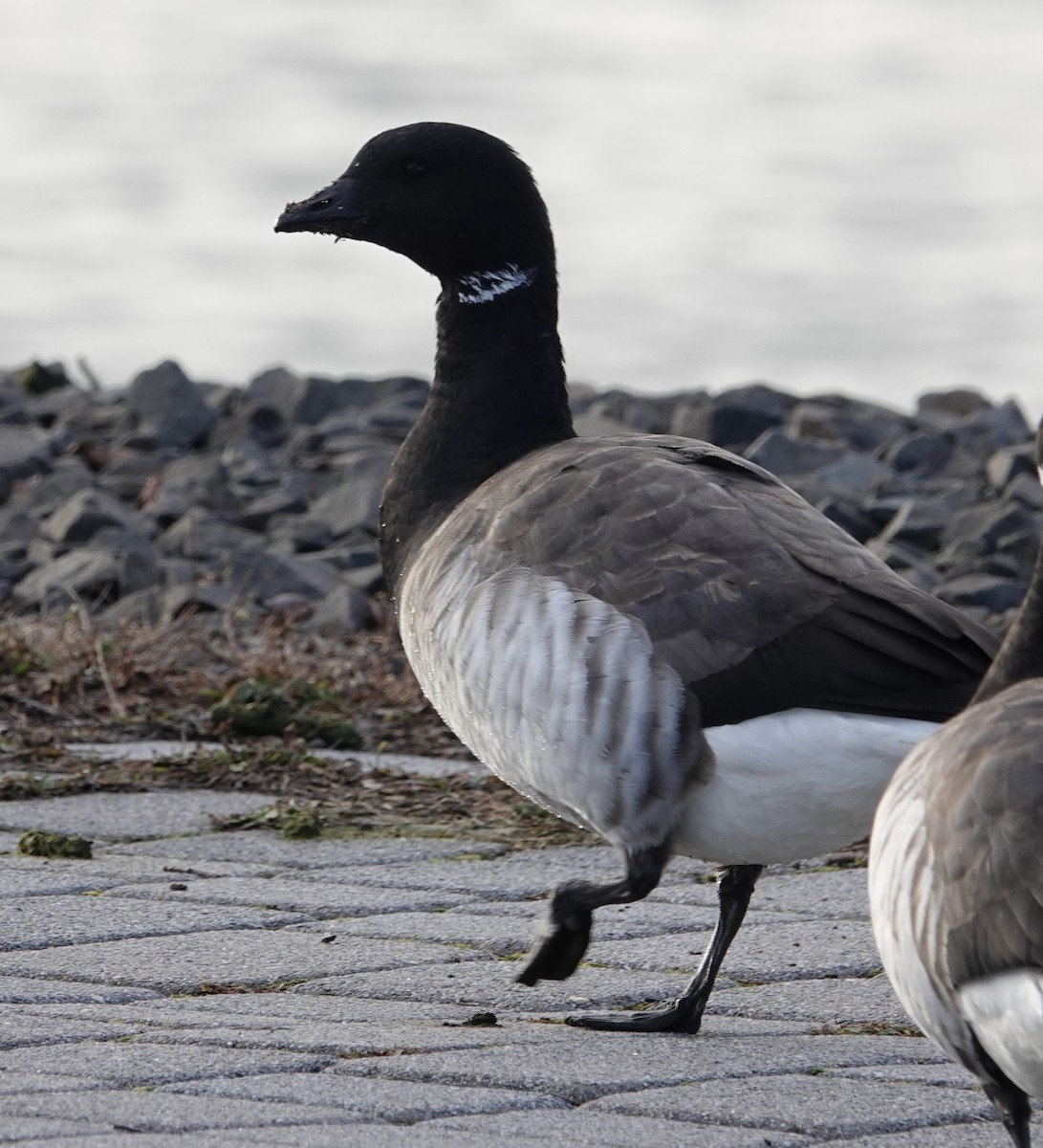 Brant - ML612419155