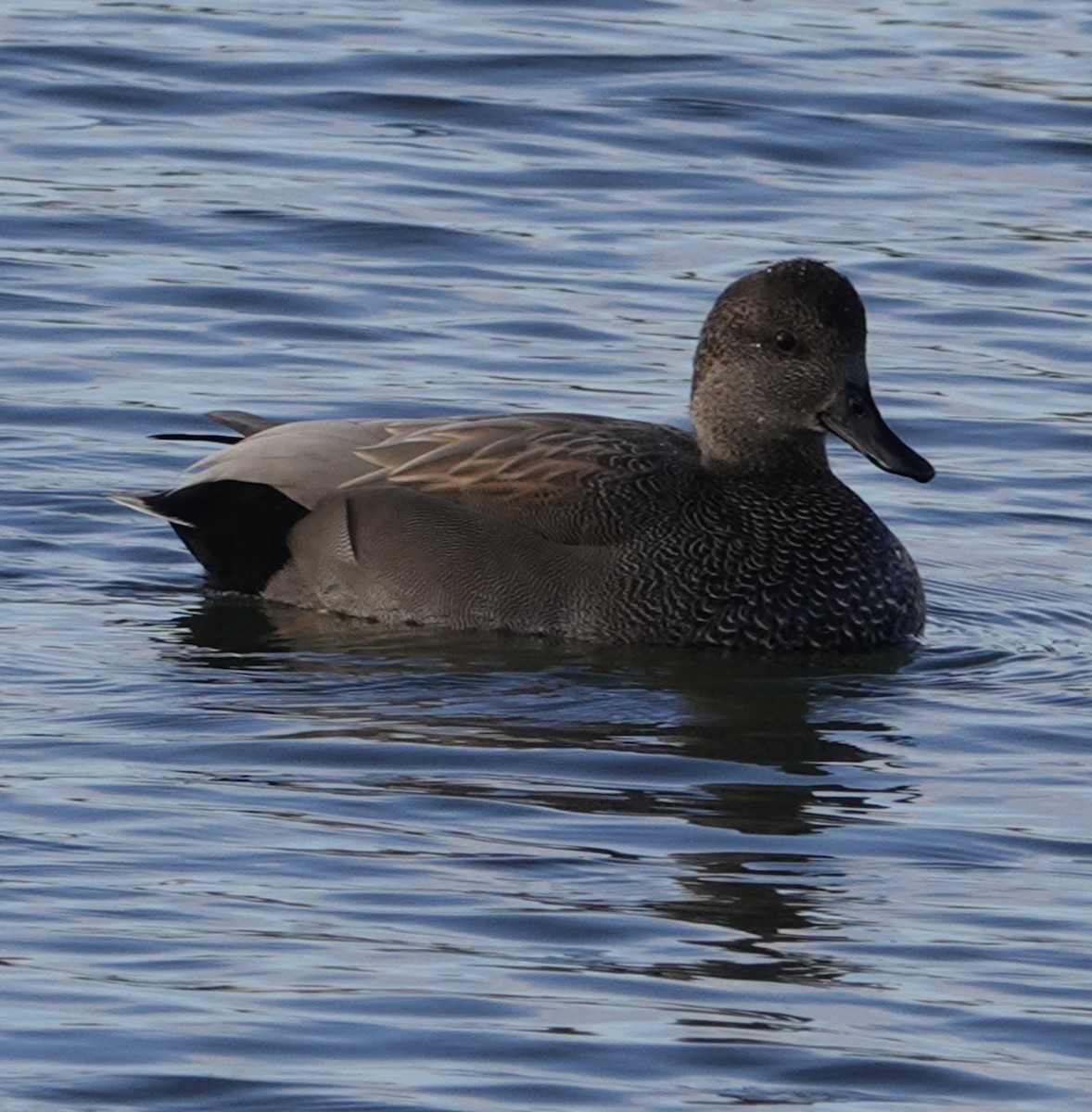 Gadwall - ML612419159