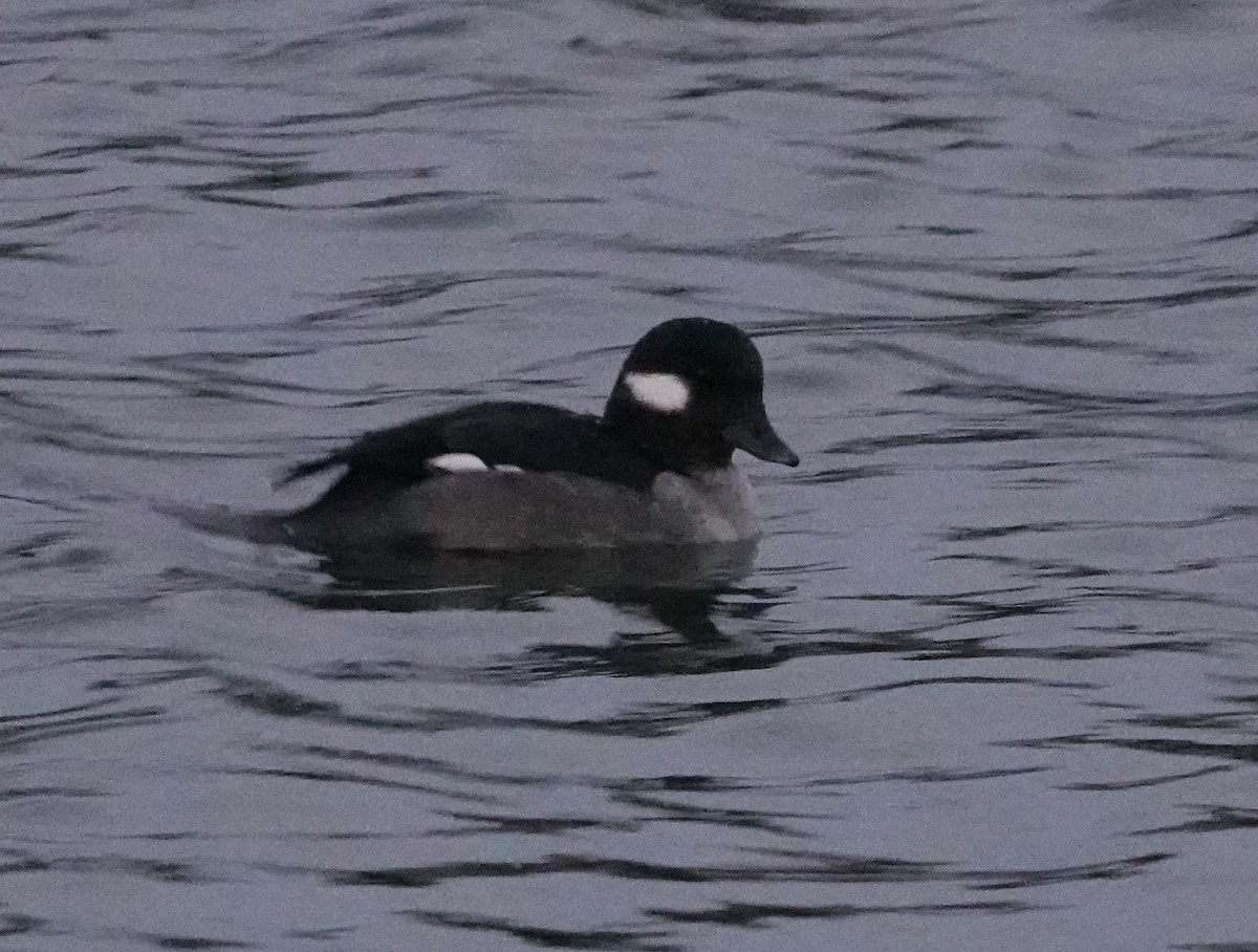 Bufflehead - ML612419166