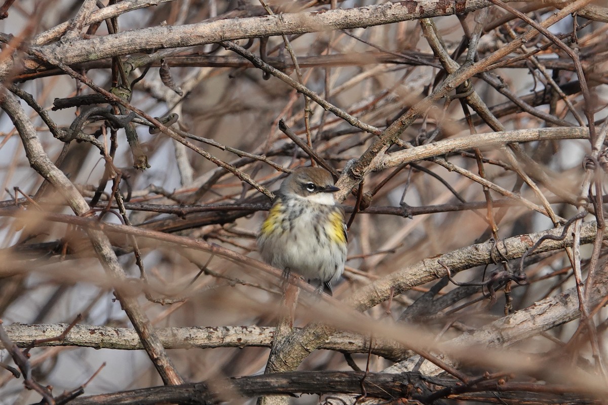 Yellow-rumped Warbler (Myrtle) - ML612419180