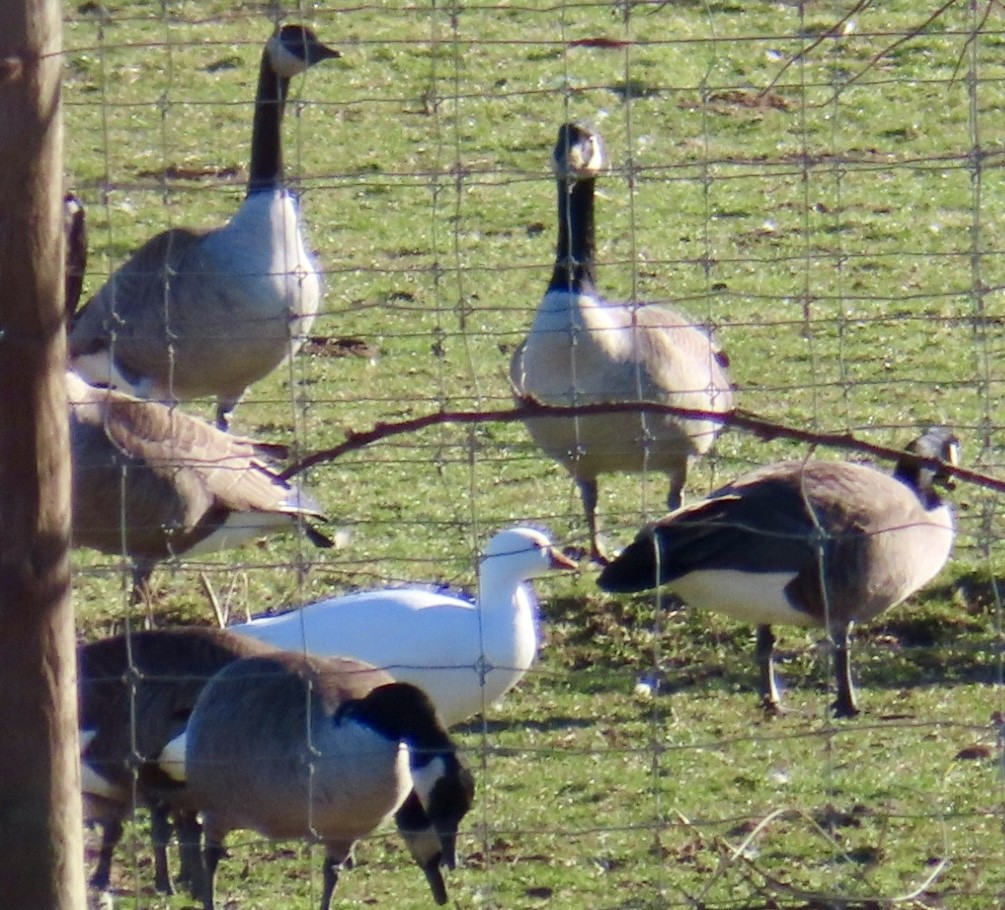 Ross's Goose - ML612419181