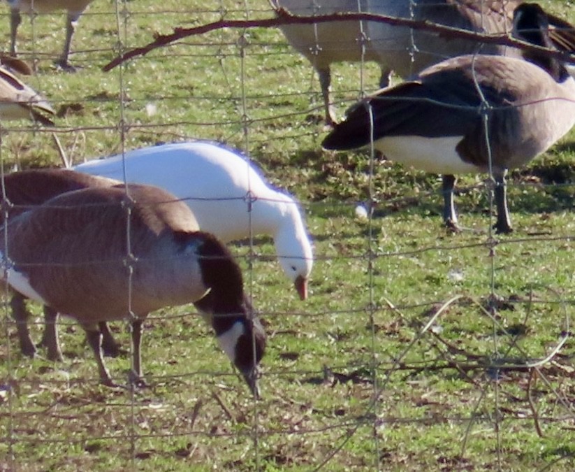 Ross's Goose - ML612419182