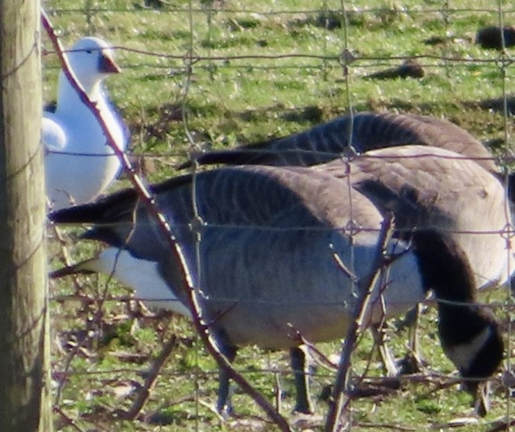 Ross's Goose - ML612419183