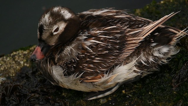 Long-tailed Duck - ML612419212