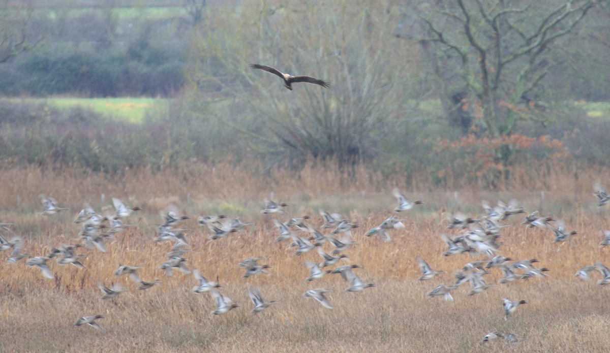 Western Marsh Harrier - ML612419227