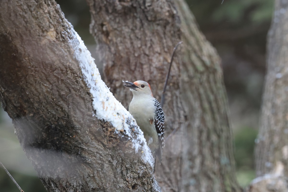 Red-bellied Woodpecker - ML612419290