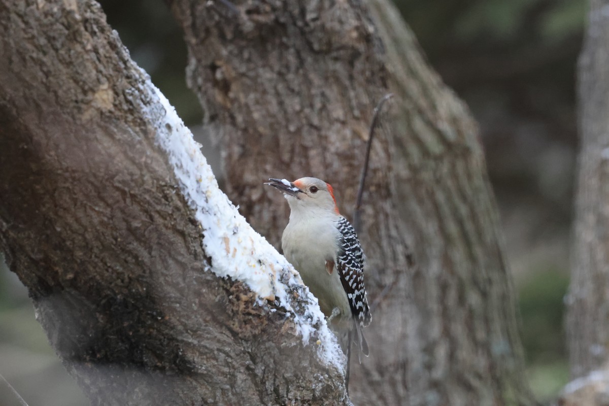 Red-bellied Woodpecker - Marie Provost
