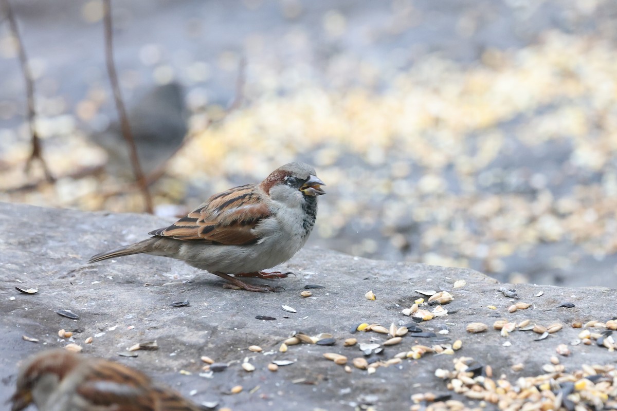 House Sparrow - ML612419327