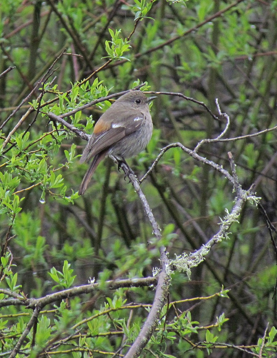 White-throated Redstart - ML612419429