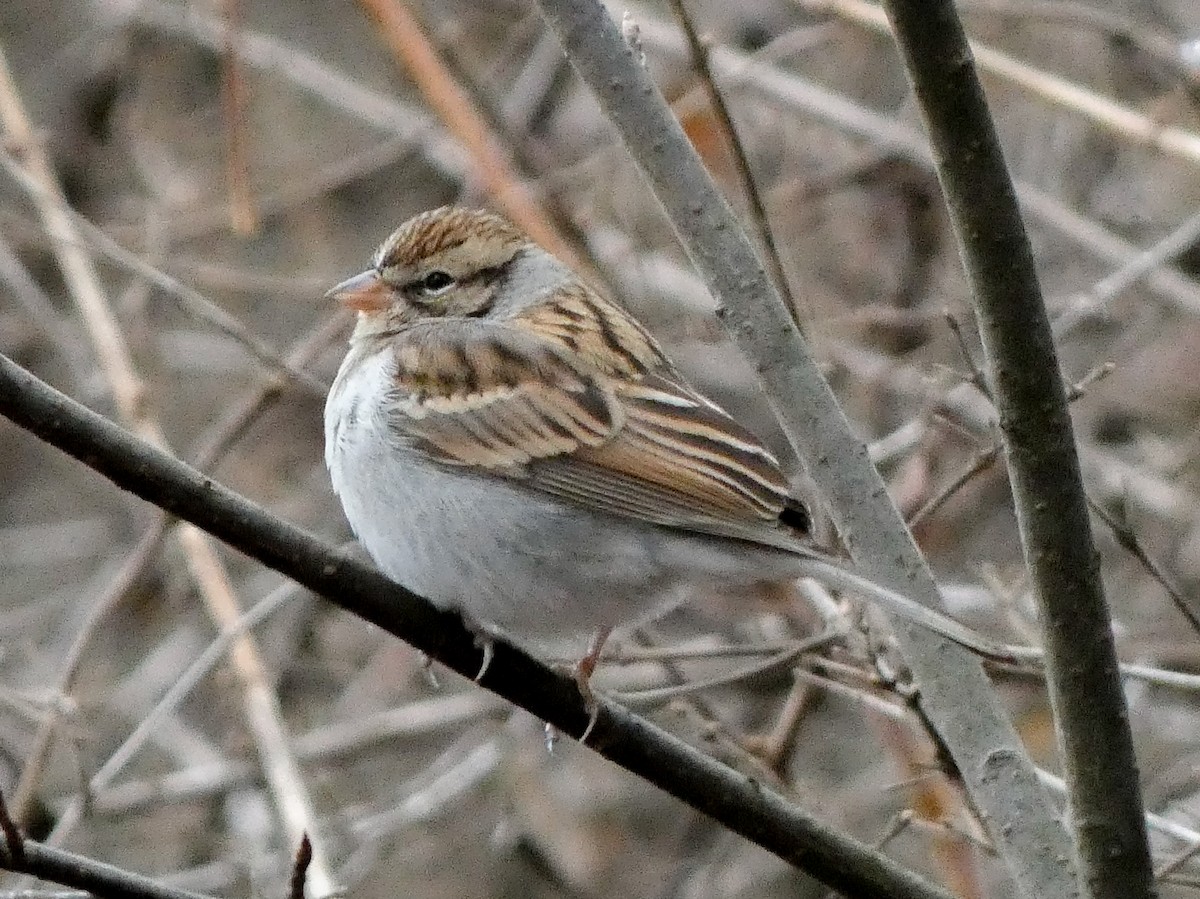 Chipping Sparrow - ML612419463